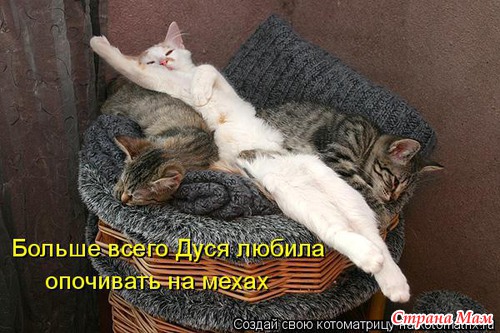 Цитаты+котоматрица 6