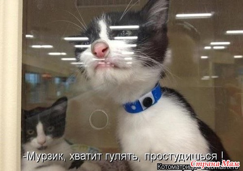Цитаты+котоматрица 6