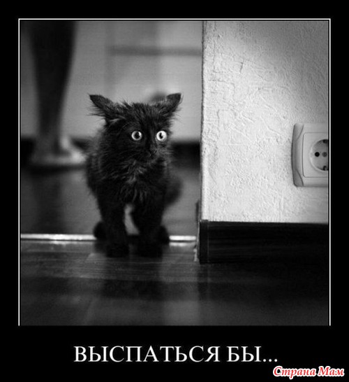 Цитаты+котоматрица 6