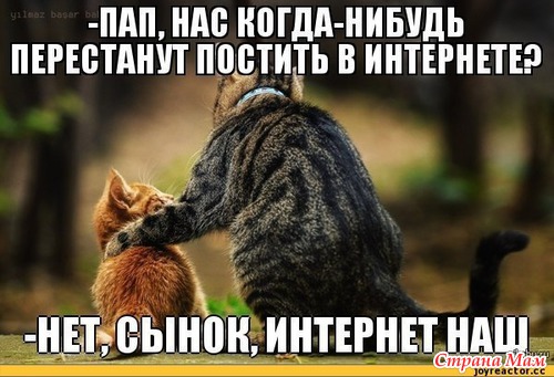 Цитаты+котоматрица 6