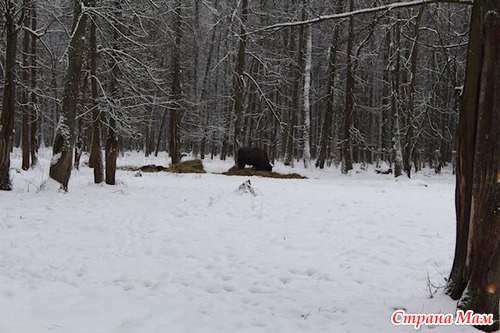 Приокско терраский заповедник