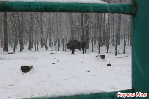 Приокско терраский заповедник