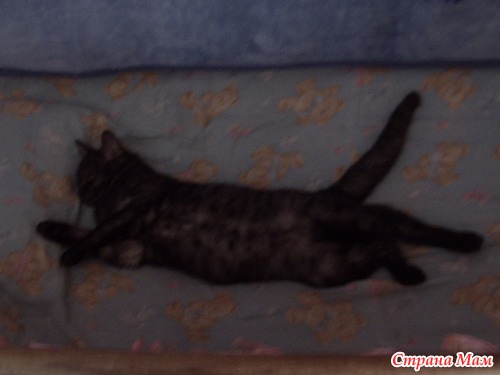 Опять про котэ)))