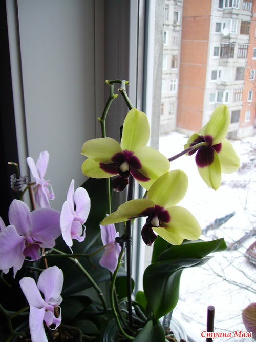 Вот мои любимчики