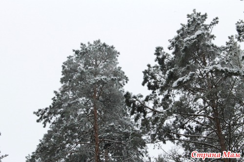 Лыжная прогулка по зимнему лесу