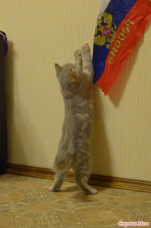 Расскажу и я о своем британце:) Точнее покажу!