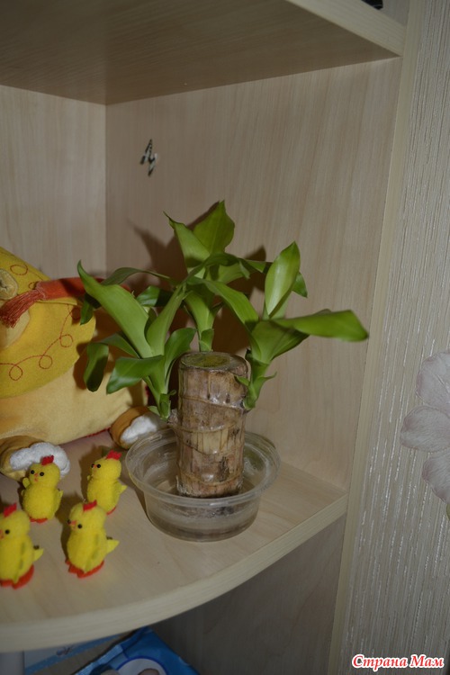 The lucky plant