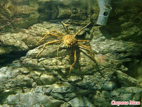 Океанариум. Море впечатлений и много фото.