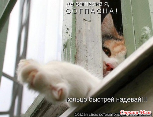 Цитаты+котоматрица 5