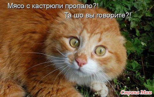 Цитаты+котоматрица 5