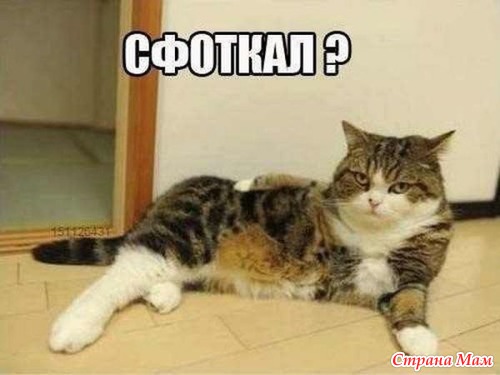 Цитаты+котоматрица 5