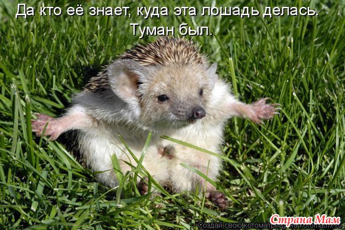 Цитаты+котоматрица 5