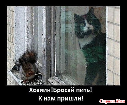 Цитаты+котоматрица 5