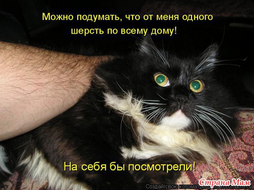 Цитаты+котоматрица 5