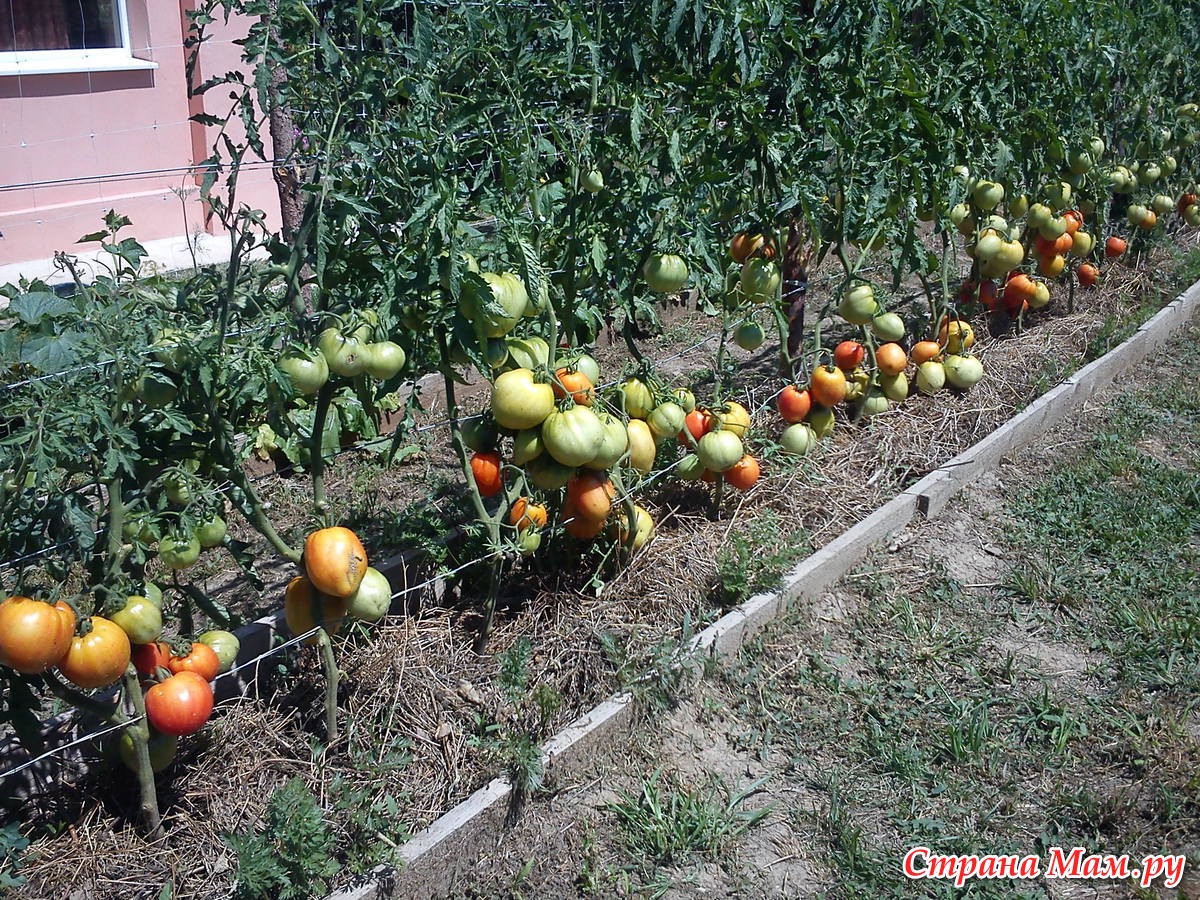 Сорта томатов соседская зависть. Томат соседская зависть. Сорт помидор соседская зависть. Соседи для помидор. Соседская зависть.