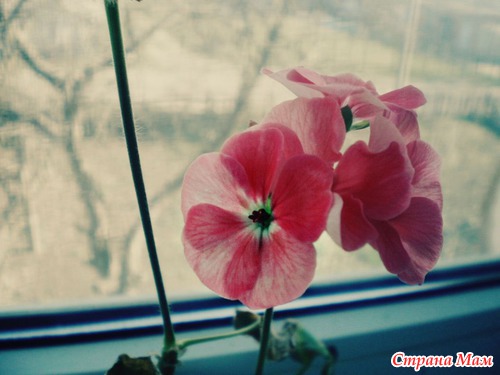 Наш подоконник :)