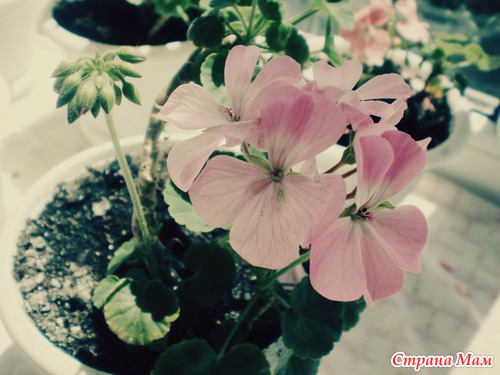 Наш подоконник :)