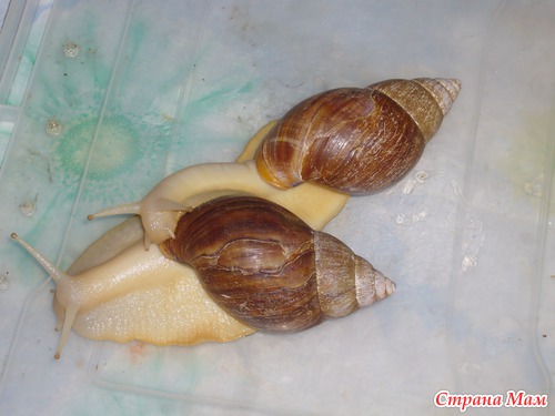 Мои красоточки)