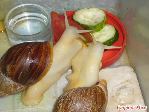 Мои красоточки)