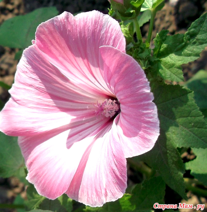 Лаватера цветок выращивание из семян. Лаватера розовый топаз. Лаватера Королевская. Лаватера Лавлейс.