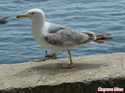 Болгария