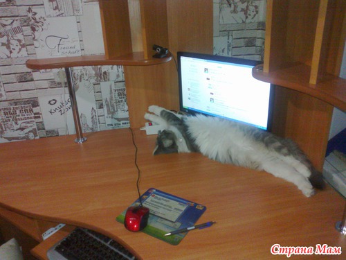 Свободу честным котам! то есть кошкам)