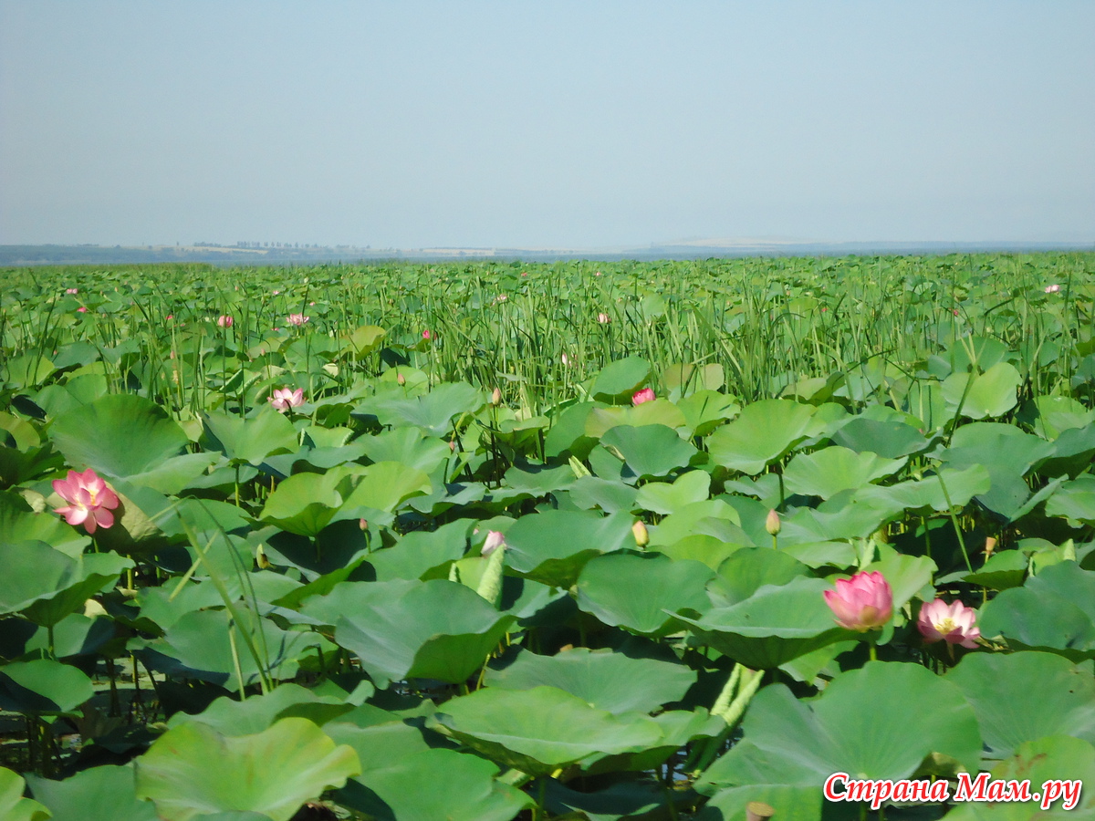 Красное краснодарский край. Фото с красное Краснодарского края. Краснодарский край г.красота. Красоты Краснодарского края. Краса Краснодарский край рыжая.