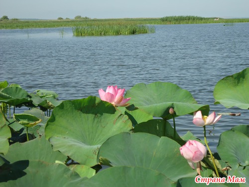 Красота Краснодарского края.
