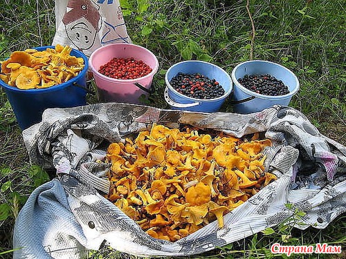 Щедрые дары природы