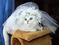 Выкуп невесты, требуется помощь (дополнила собственным вариантом)