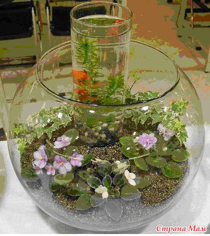 Растения дома, ландшафтный дизайн