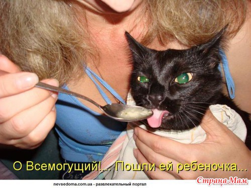 Отдам котят в хорошие руки. Новосибирск и область