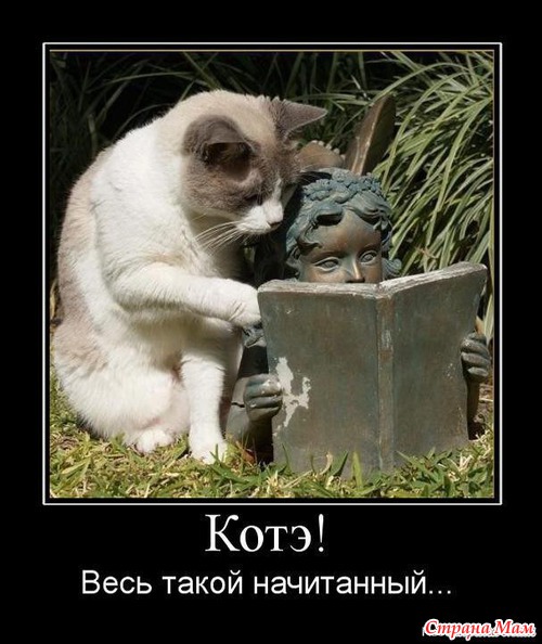 Отдам котят в хорошие руки. Новосибирск и область