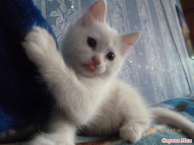 У нас ЧП — спасаем кошку