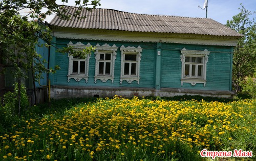 Одуванчики