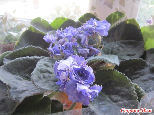 Мои любимые цветочки