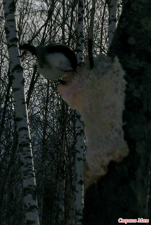 Сосулька