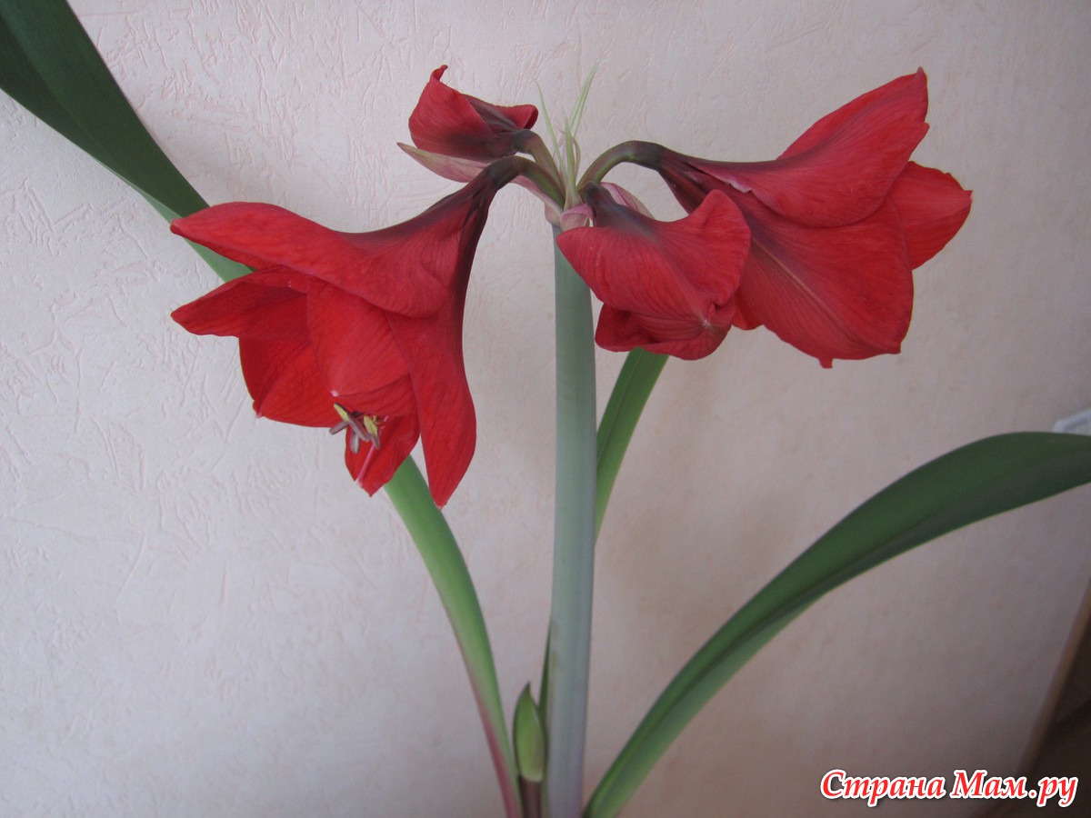 Цветок с длинными листьями и красным цветком