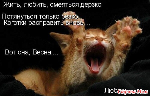 Дом мечты: улица Весенняя
