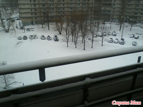 Кошки удивились.