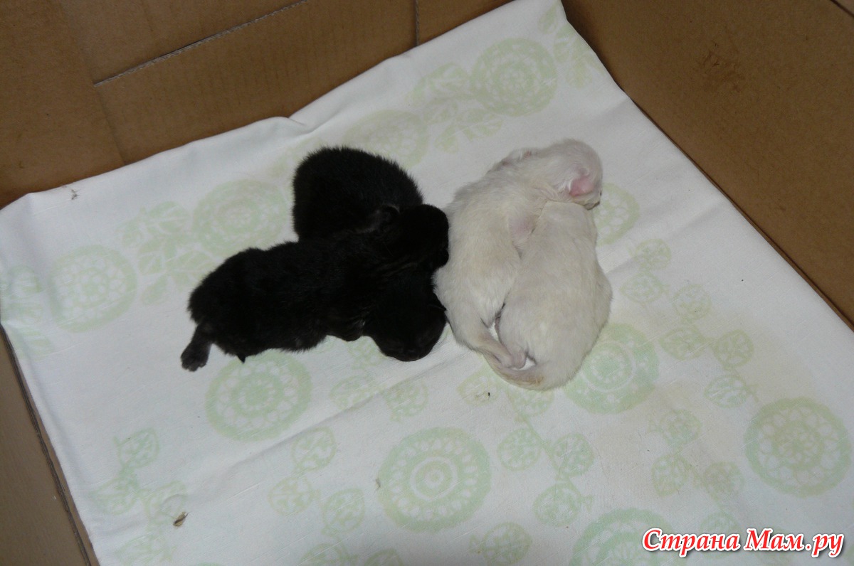 Какие котята рождаются у черной кошки. Новорожденный черный котенок. Белые котята Новорожденные. Черные Новорожденные котята. Новорожденные котята чёрный и белый.