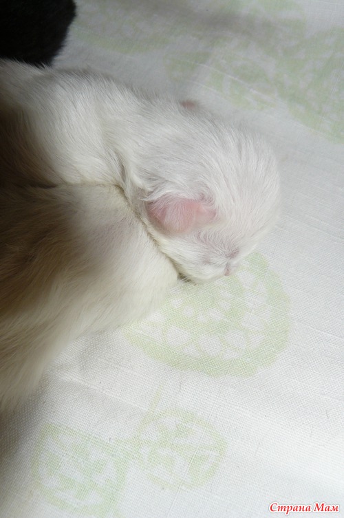 А у нас сегодня кошка родила вчера котят )))