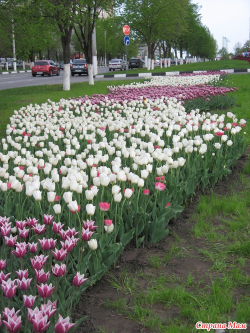 В моем городе весна!