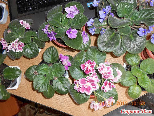 Мои красотки