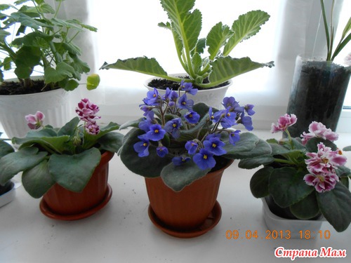 Мои красотки