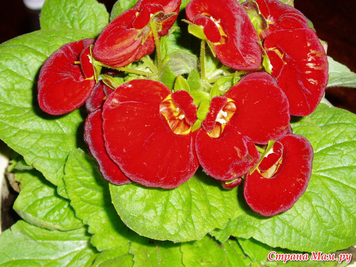 Dainty Calceolaria Red
