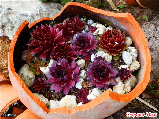  Sempervivum