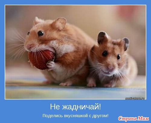 Муж нашёл хомяка... что теперь будет...