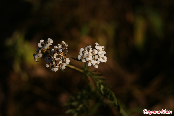Уснувшая природа Урала