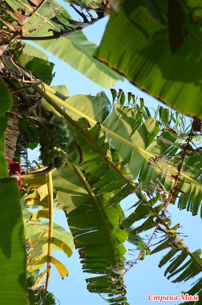 ��� ������ ������ )) ����� �� Nesana ))) �� � ���� ���� ���������